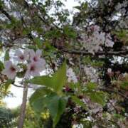 ヒメ日記 2025/04/15 07:46 投稿 みかん ゴールドクイーン