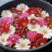 ヒメ日記 2025/06/05 08:00 投稿 みかん ゴールドクイーン