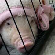 ヒメ日記 2025/09/07 07:51 投稿 みかん ゴールドクイーン