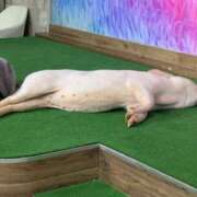 ヒメ日記 2026/02/21 09:07 投稿 みかん ゴールドクイーン