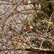 ヒメ日記 2026/03/21 07:25 投稿 みかん ゴールドクイーン