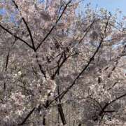 ヒメ日記 2026/03/30 08:49 投稿 みかん ゴールドクイーン