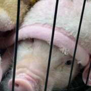 ヒメ日記 2026/04/25 07:53 投稿 みかん ゴールドクイーン