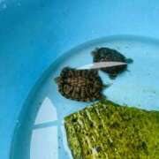 ヒメ日記 2026/09/02 07:54 投稿 みかん ゴールドクイーン