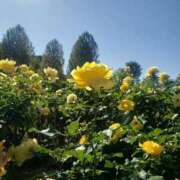 ゆみ 土日のお礼 丸の内