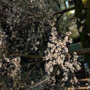 ヒメ日記 2026/04/14 12:46 投稿 冬月　マリア 出張メンズエステ ロマンスSPA 奈良