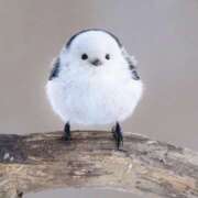 ヒメ日記 2025/01/19 06:24 投稿 しの ぷるるんマダム 難波店