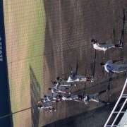 ヒメ日記 2025/03/26 06:33 投稿 しの ぷるるんマダム 難波店