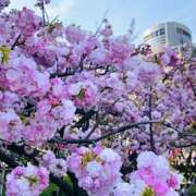 ヒメ日記 2025/03/30 09:45 投稿 しの ぷるるんマダム 難波店