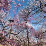 ヒメ日記 2025/04/05 06:29 投稿 しの ぷるるんマダム 難波店