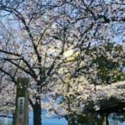 ヒメ日記 2025/04/06 07:11 投稿 しの ぷるるんマダム 難波店