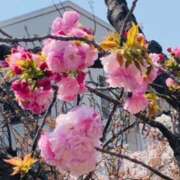 ヒメ日記 2025/04/07 21:03 投稿 しの ぷるるんマダム 難波店