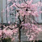 ヒメ日記 2025/04/07 22:10 投稿 しの ぷるるんマダム 難波店