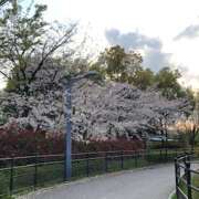 ヒメ日記 2025/04/09 07:02 投稿 しの ぷるるんマダム 難波店