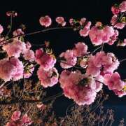 ヒメ日記 2025/04/11 07:18 投稿 しの ぷるるんマダム 難波店