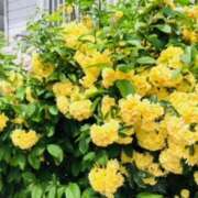 ヒメ日記 2025/04/24 13:07 投稿 しの ぷるるんマダム 難波店