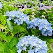 ヒメ日記 2025/06/23 07:12 投稿 しの ぷるるんマダム 難波店