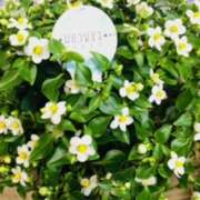 ヒメ日記 2025/07/02 08:08 投稿 しの ぷるるんマダム 難波店