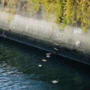 ヒメ日記 2025/12/05 05:31 投稿 しの ぷるるんマダム 難波店