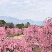 ヒメ日記 2026/02/19 23:24 投稿 しの ぷるるんマダム 難波店