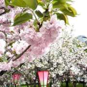 ヒメ日記 2026/04/13 13:32 投稿 しの ぷるるんマダム 難波店
