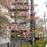 ヒメ日記 2026/04/15 07:13 投稿 しの ぷるるんマダム 難波店