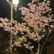 ヒメ日記 2025/04/12 13:26 投稿 るな 快楽玉乱堂