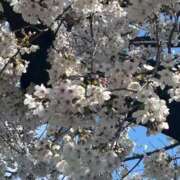 ヒメ日記 2025/04/04 14:40 投稿 ありす XSTASY（エクスタシー）