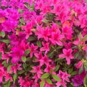 ヒメ日記 2025/04/27 16:24 投稿 かすみ 北九州人妻倶楽部（三十路、四十路、五十路）