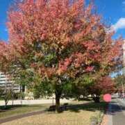 ヒメ日記 2025/11/20 17:12 投稿 かすみ 北九州人妻倶楽部（三十路、四十路、五十路）