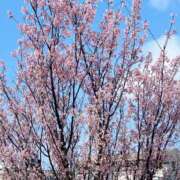 ヒメ日記 2026/03/19 14:16 投稿 かすみ 北九州人妻倶楽部（三十路、四十路、五十路）