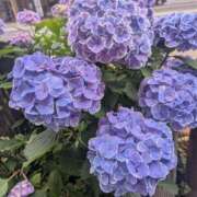 ヒメ日記 2025/06/15 09:05 投稿 ももな みせすはーと