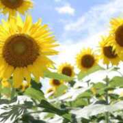 ヒメ日記 2025/08/11 09:49 投稿 ももな みせすはーと