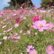 ヒメ日記 2025/10/31 10:02 投稿 ももな みせすはーと