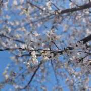 ももな 春の訪れ🌸 みせすはーと