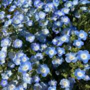 ヒメ日記 2025/06/03 12:51 投稿 いちか ピンクコレクション大阪