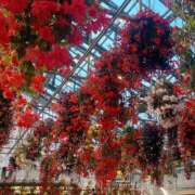 ヒメ日記 2025/06/08 23:02 投稿 いちか ピンクコレクション大阪