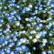 いちか 空き時間変更でました🌷 ピンクコレクション大阪