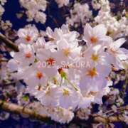 ヒメ日記 2025/04/01 18:36 投稿 花恋 マダム錦糸町