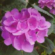 ヒメ日記 2025/06/20 20:02 投稿 花恋 マダム錦糸町