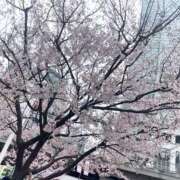 ヒメ日記 2025/03/26 15:18 投稿 夏希 乃亜 昼妻夜 滋賀店