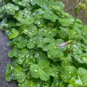 ヒメ日記 2025/05/12 06:18 投稿 夏希 乃亜 昼妻夜 滋賀店