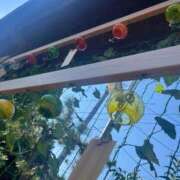 ヒメ日記 2025/07/29 20:33 投稿 夏希 乃亜 昼妻夜 滋賀店