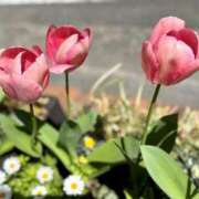 ヒメ日記 2025/04/02 11:11 投稿 きい AVANCE福岡