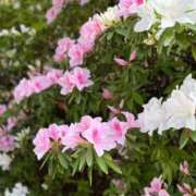 ヒメ日記 2025/04/19 08:00 投稿 きい AVANCE福岡