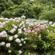 ヒメ日記 2025/06/23 08:15 投稿 きい AVANCE福岡