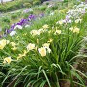 ヒメ日記 2025/06/26 09:40 投稿 きい AVANCE福岡