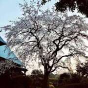 ヒメ日記 2026/04/01 06:00 投稿 きい AVANCE福岡