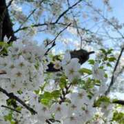 いちか 今週末出勤します 池袋モンデミーテ（シンデレラグループ）