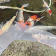 ヒメ日記 2025/10/16 19:12 投稿 ねね CLASSY.東京・錦糸町店